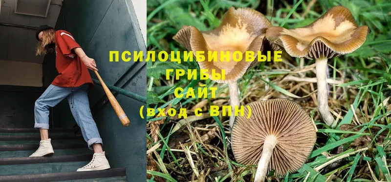 Галлюциногенные грибы Psilocybe  Вилюйск 